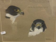 ALISTAIR PROUD "Head studies of adult Peregrine Falcons", watercolour,