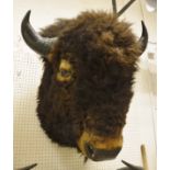 A stuffed and mounted Bison head - taxidermy.