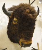 A stuffed and mounted Bison head - taxidermy.