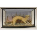 A stuffed and mounted Stoat eating a bird in naturalistic setting,