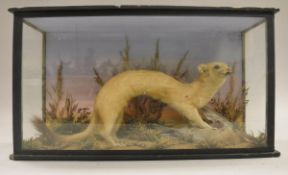 A stuffed and mounted Stoat eating a bird in naturalistic setting,