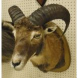 A stuffed and mounted Mouflon, head and neck,