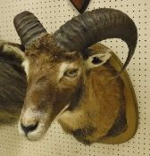 A stuffed and mounted Mouflon, head and neck,