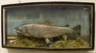 A stuffed and mounted Sea Trout in naturalistic setting and bow-fronted three-sided glazed display
