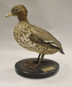 A stuffed and mounted Australian Wood Duck or Maned Goose (Drake), raised on a black base,