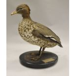 A stuffed and mounted Australian Wood Duck or Maned Goose (Drake), raised on a black base,