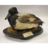 A stuffed and mounted Pacific Greater Scaup (Drake) seated on a moss covered base,