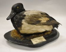 A stuffed and mounted Pacific Greater Scaup (Drake) seated on a moss covered base,