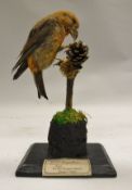 A stuffed and mounted Crossbill raised on a branch with a pine cone to a black base,