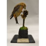 A stuffed and mounted Crossbill raised on a branch with a pine cone to a black base,