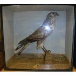 A stuffed and mounted Marsh Harrier raised on a mossy pole,