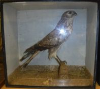 A stuffed and mounted Marsh Harrier raised on a mossy pole,