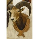 A stuffed and mounted Mouflon head,