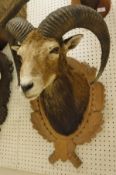 A stuffed and mounted Mouflon head,