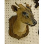 A stuffed and mounted Muntjac Stag, head and shoulders, raised on a wooden shield-shaped mount,