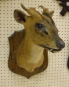 A stuffed and mounted Muntjac Stag, head and shoulders, raised on a wooden shield-shaped mount,