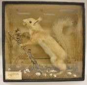 A stuffed and mounted Red Squirrel with nut in its mouth,