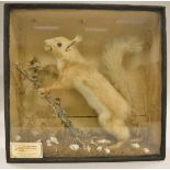 A stuffed and mounted Red Squirrel with nut in its mouth,