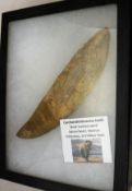 A Carcaradontosaur (shark-toothed lizard) tooth, lower Crustacious period (110 million years),