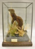 A stuffed and mounted Mink standing in naturalistic setting,