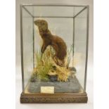 A stuffed and mounted Mink standing in naturalistic setting,