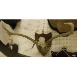 A set of antlers raised on a wooden shield mount - taxidermy
