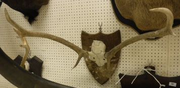 A set of antlers raised on a wooden shield mount - taxidermy