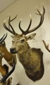 A stuffed and mounted 14 pointer Imperial Scottish Red Stag, head and shoulders,