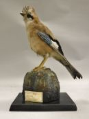 A stuffed and mounted Jay raised on a rock, bears "Peter Farrington Collection" label No'd.