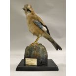 A stuffed and mounted Jay raised on a rock, bears "Peter Farrington Collection" label No'd.