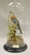 A stuffed and mounted Jay raised on a wooden stump, housed under a glass dome,