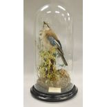 A stuffed and mounted Jay raised on a wooden stump, housed under a glass dome,