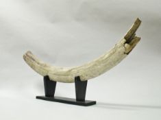 A partial woolly mammoth tusk which was found in the 1980's in a Lincolnshire gravel pit