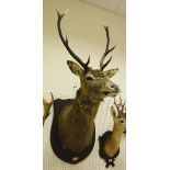 A stuffed and mounted 10 pointer Scottish Red Deer, head and shoulders, from the Isle of Harris,
