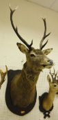 A stuffed and mounted 10 pointer Scottish Red Deer, head and shoulders, from the Isle of Harris,