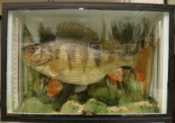 A stuffed and mounted front skin Perch, 5½ lbs, in naturalistic setting,