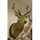 A stuffed and mounted 10 pointer Red Deer head and shoulder,