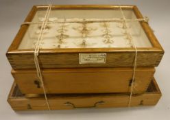 A collection of Moths in a display box, bears "Peter Farrington Collection" label No.