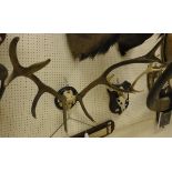 A set of 10 point Stag antlers,