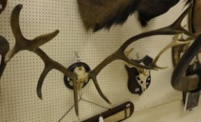 A set of 10 point Stag antlers,