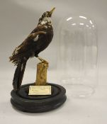 A stuffed and mounted Pied Blackbird raised on a stump, housed under a glass dome,