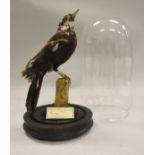 A stuffed and mounted Pied Blackbird raised on a stump, housed under a glass dome,