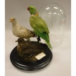 A stuffed and mounted Ring-Necked Parakeet,