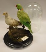 A stuffed and mounted Ring-Necked Parakeet,