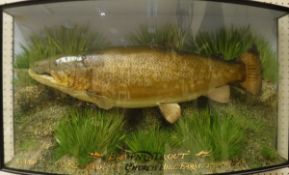 A mounted front skin Brown Trout in naturalistic setting,
