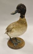 A stuffed and mounted Duck standing on a circular wooden base - taxidermy