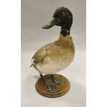 A stuffed and mounted Duck standing on a circular wooden base - taxidermy