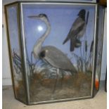 A stuffed and mounted Heron and Hooded Crow in naturalistic setting,