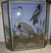 A stuffed and mounted Heron and Hooded Crow in naturalistic setting,