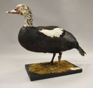 A stuffed and mounted American/Comb Duck standing on a moss covered black base,